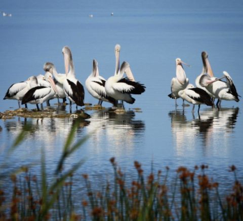 coorong