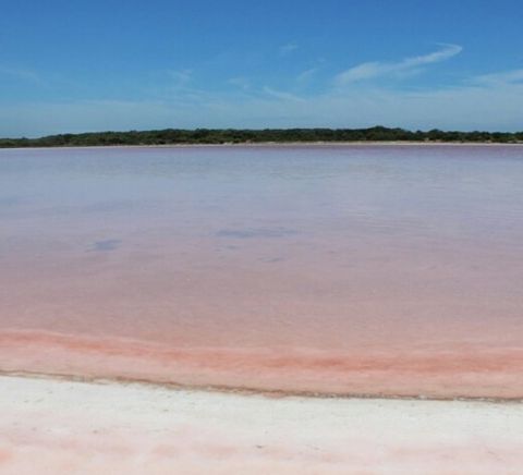 coorong pink lake 