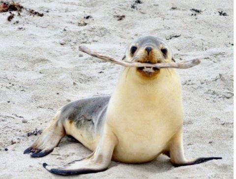 kangaroo island seal