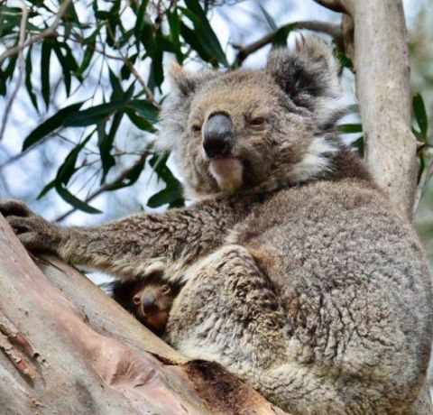 kangaroo island odyssey