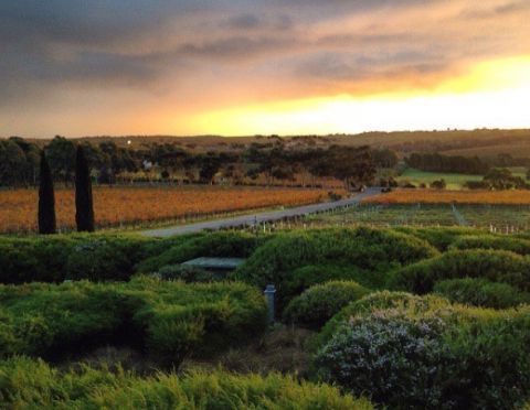 mclaren vale