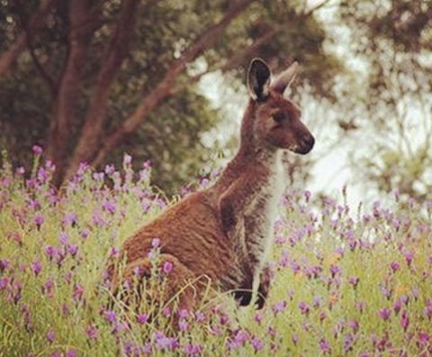 onkaparinga river national park