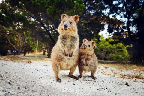 Rottnest Viator