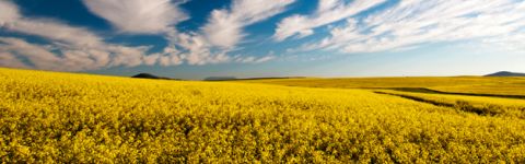 Wagga Wagga canola