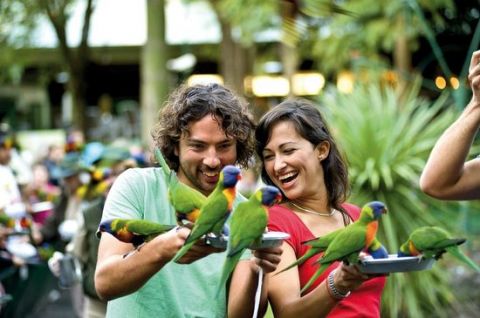 currumbin wildlife sanctuary