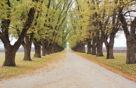 Tree lined lane  Albury Wodonga