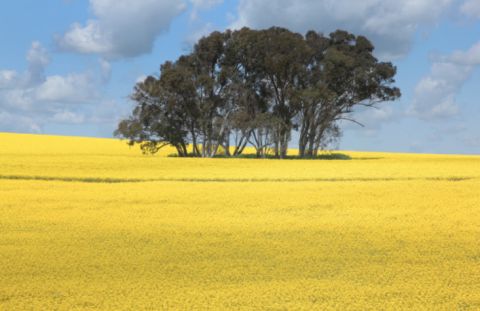 canola fields