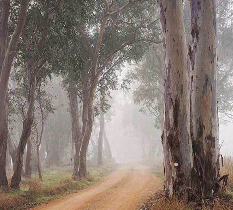 Misty forest Albury Wodonga
