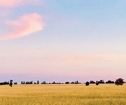 hay plains catherineDOThicksom