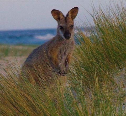 eurobodalla wallaby