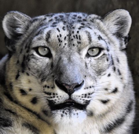 mogo zoo snow leopard
