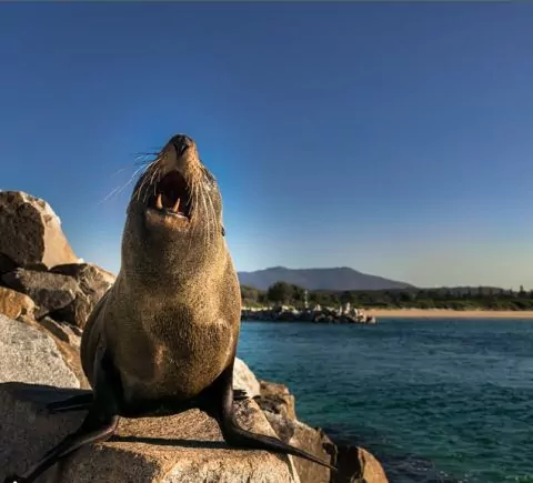 narooma in a campervan