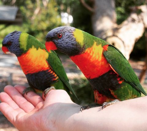 Rainbow Lorikeets at Green Patch