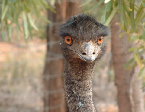 alice springs desert park