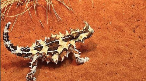 Thorny Devil