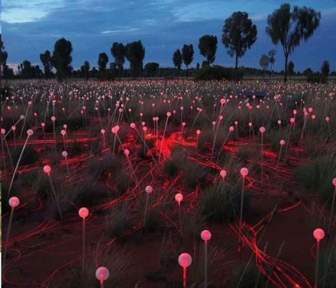 Field of Lights Uluru