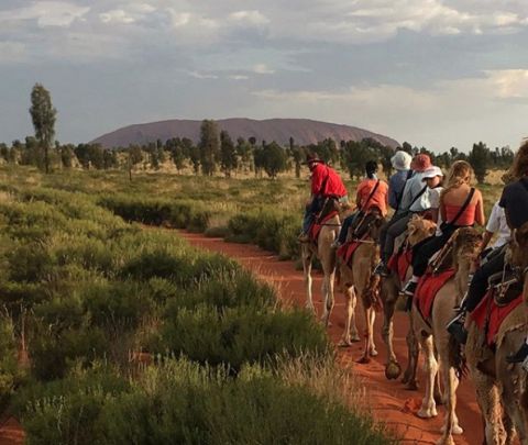 Camel Rides Uluru