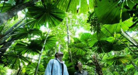 daintree rainforest