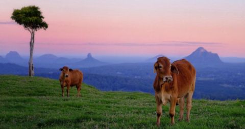 glasshouse mountains dcwarehouse