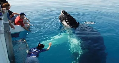 hervey bay blue dolphin tours webp