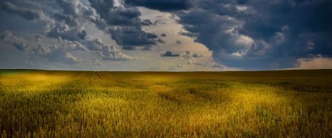 wheat field Queensland 