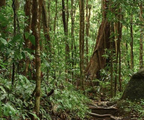 mossman gorge runningboffin