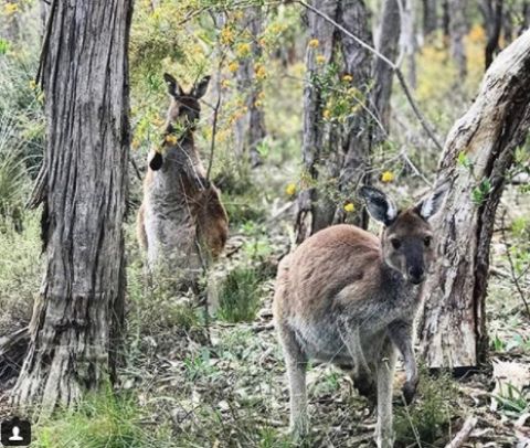 cleland Wildlife Park