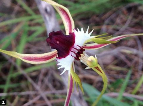 king spider orchid