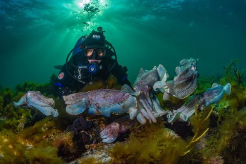 Cuttlefish in Whyalla South Australia 