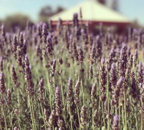 murray River lavender 