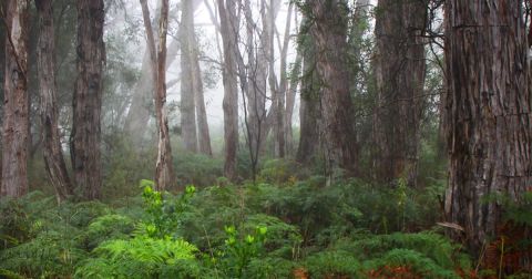 Cleland National Park South Australias National Parks