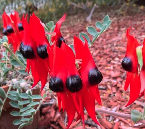 Sturts Desert Pea