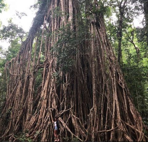 cathedral fig