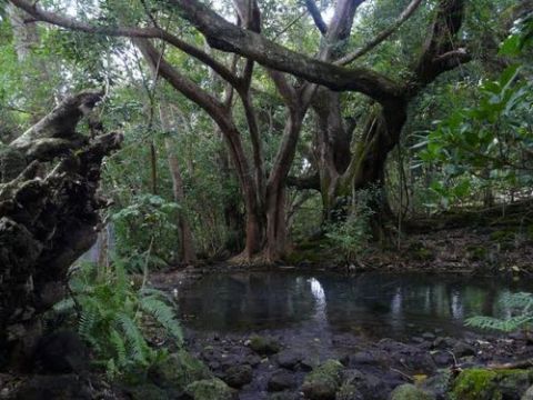 rocky creek barney springs