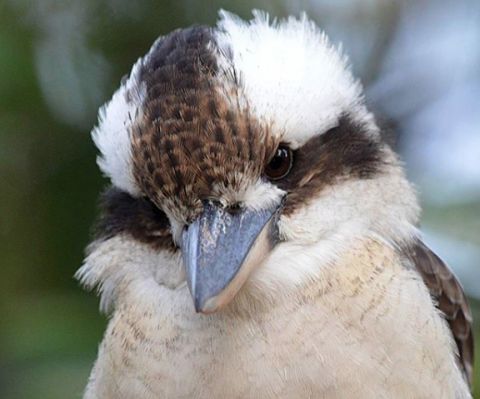 Kookaburra