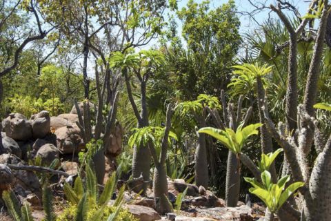 cycads