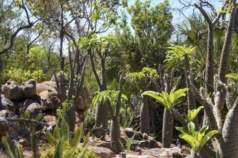 cycads 