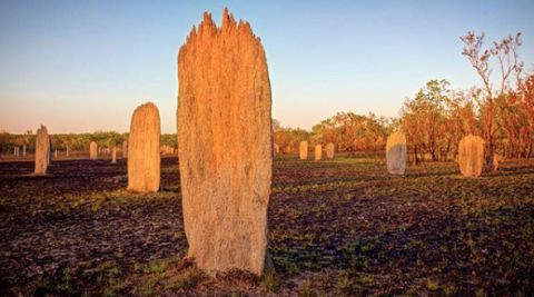 Magnetic termite mounds