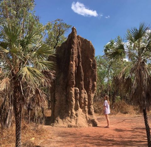 cathedral termite mound litchfield