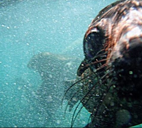 Phillip Island Fur Seals