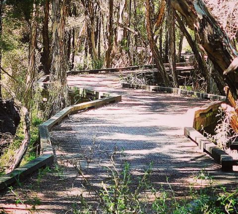 Rhyll wetlands, Phillip Island