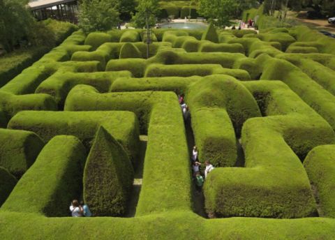 ashcombe maze lavender