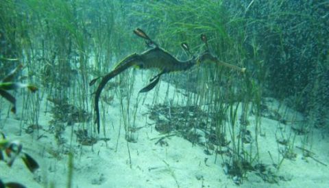 mushroom reef marine park