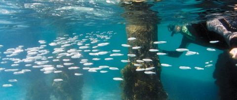 octopuses garden, mornington Peninsula