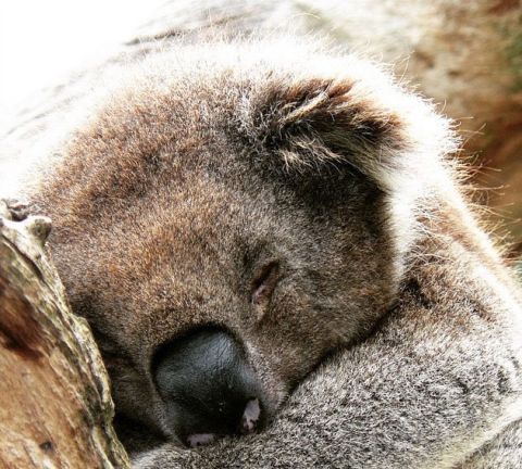 phillip island koala