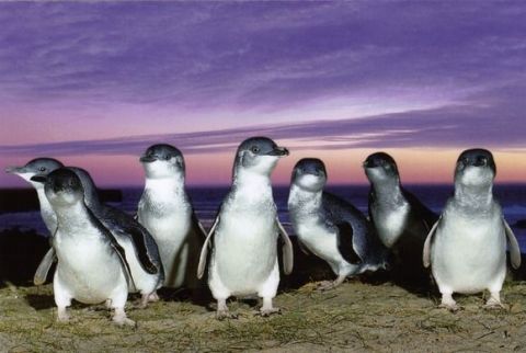 Phillip Island Penguins