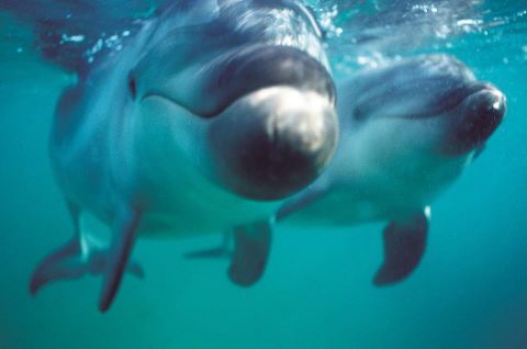polperro dolphin swim, Mornington Peninsula