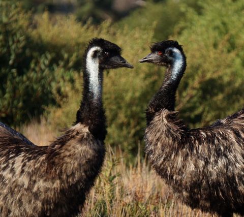 wilsons emus