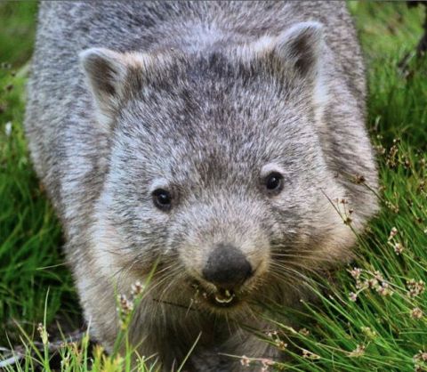 wombat