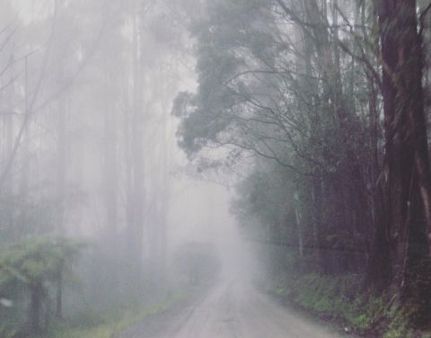 Dandenong Ranges, Victoria, Australia. adambradyau